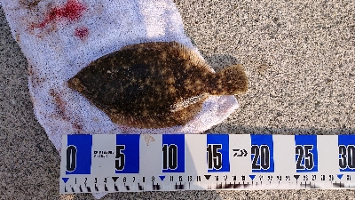 花見ガレイ、ガシラ釣り