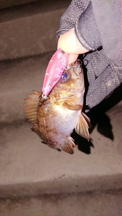 プラッキング縛り