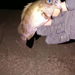 久々のポイントへ