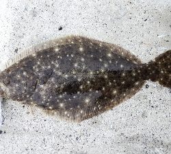 シーバスとソゲ