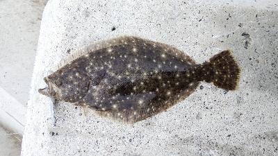 シーバスとソゲ