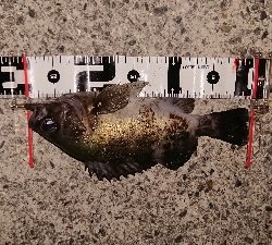 平成最後の満月釣行