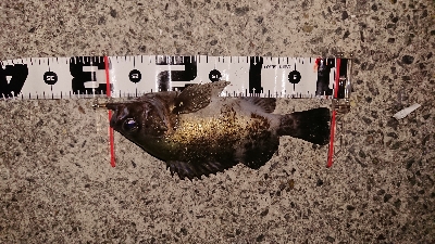 平成最後の満月釣行