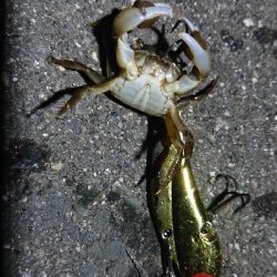 4月11日(木)、ルアー釣り