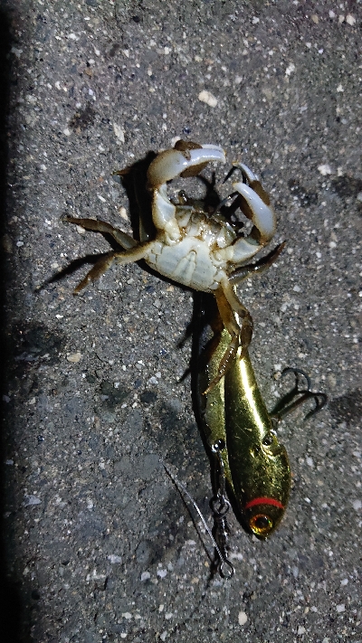 ４月１１日(木)、ルアー釣り