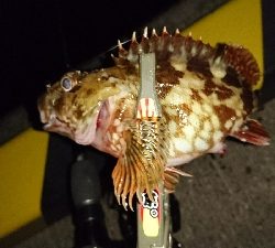 アジを求めて・・・