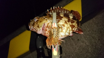 アジを求めて・・・