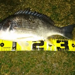 太田川放水路チニング