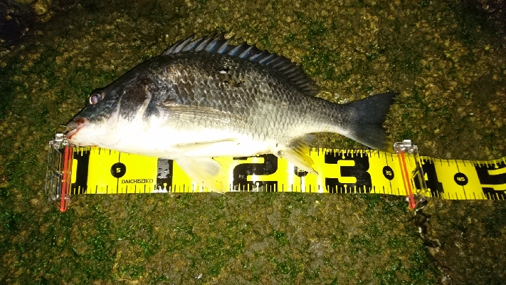 太田川放水路チニング