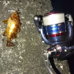 木材港南でちびメバル数釣り