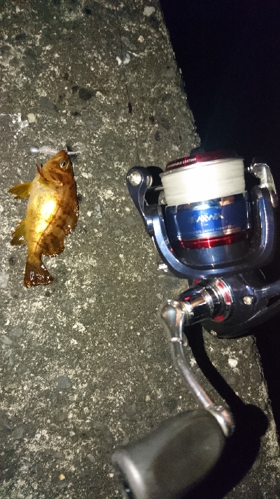 木材港南でちびメバル数釣り