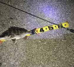 ショートバイトに弄ばれ