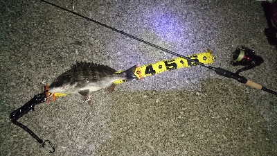 ショートバイトに弄ばれ