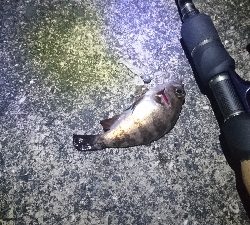 木材港南メバリング