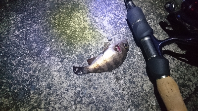 木材港南メバリング