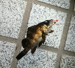 広島港メバリング