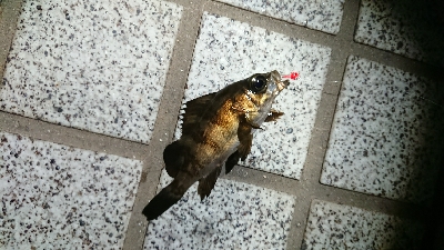 広島港メバリング