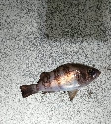 カラーチェンジ。