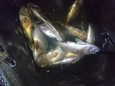 強風メバリング