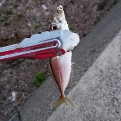 釣り部 釣行記 29