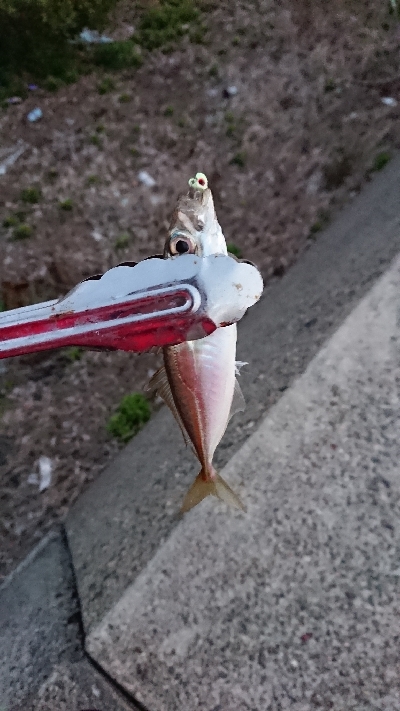 釣り部  釣行記  29