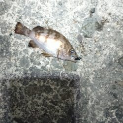 向かい風を選択