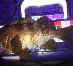 サイズ伸びない