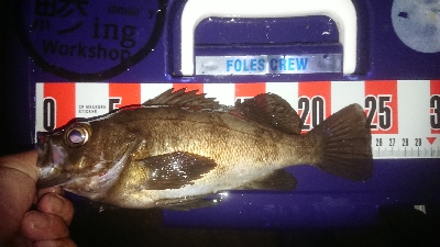 プッハー満足満足