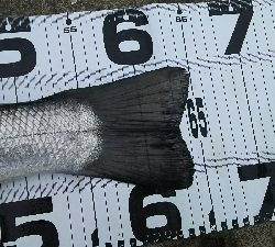 ヒラスズキ良好♪