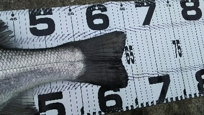 ヒラスズキ良好♪