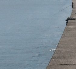 今年初のサゴシ