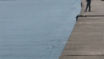 今年初のサゴシ