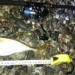 仁淀川河口周辺サーフライトショアジギング