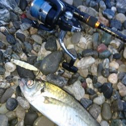 仁淀川河口周辺サーフライトショアジギング