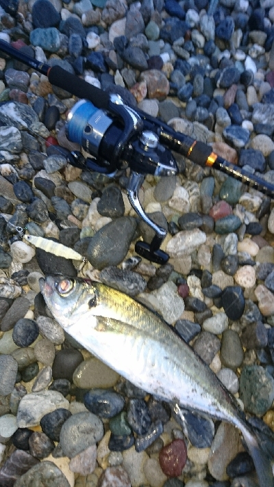 仁淀川河口周辺サーフライトショアジギング