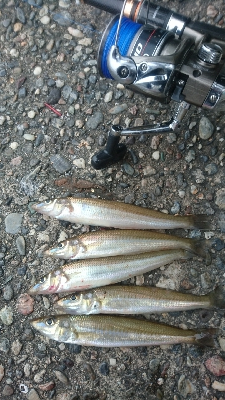 チョイ投げキス釣り