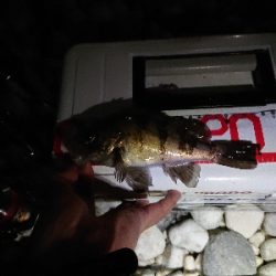 数釣りが楽しめました