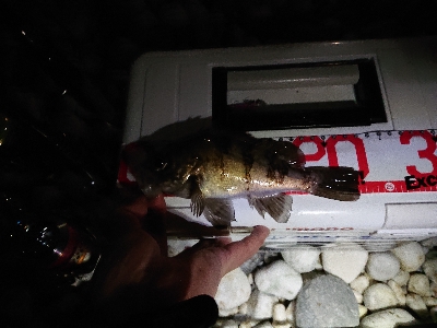 数釣りが楽しめました