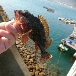 カサゴ釣り