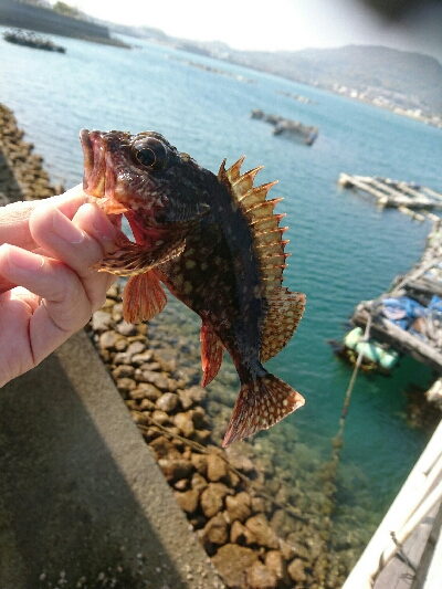 カサゴ釣り