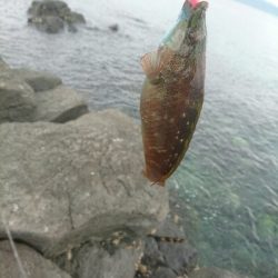ほんとの平成最後の魚