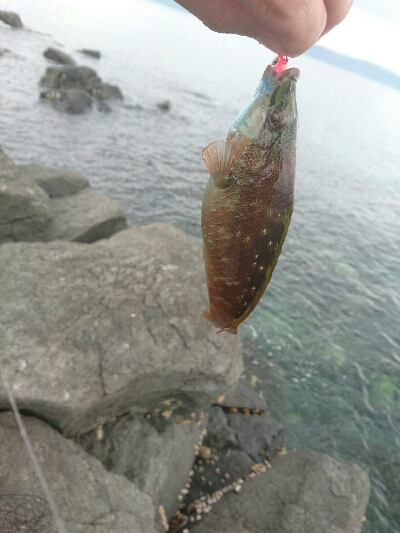ほんとの平成最後の魚