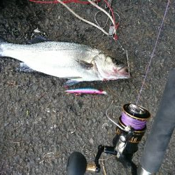 爆風のサラシランガン！