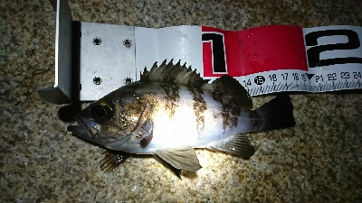 久しぶりのメバル♪