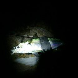 正体不明のデカいやつを求めて