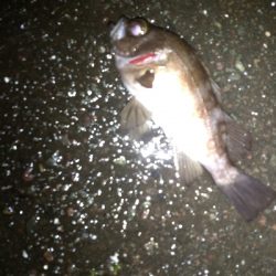 シーバス→メバル