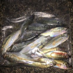 アジ、ロックいい感に！