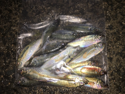 アジ、ロックいい感に！