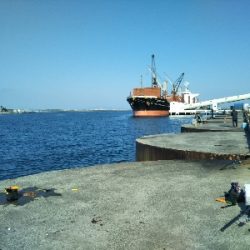 サバ釣れます。