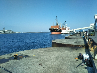 サバ釣れます。